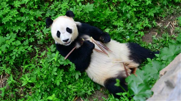 Beijing Zoo Giant Panda