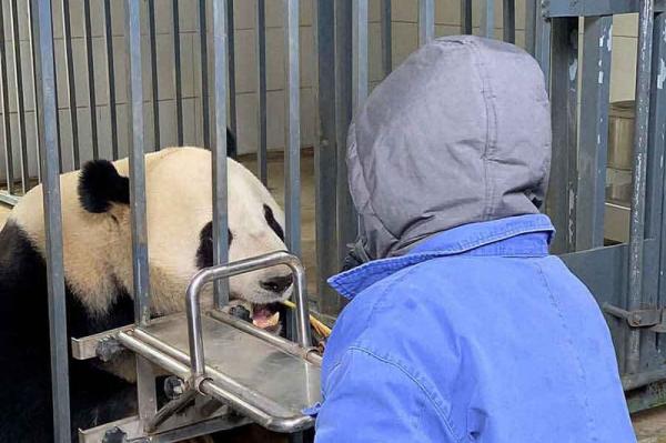 China itinerary with Chengdu panda visit