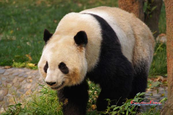 Giant Panda in Chengdu