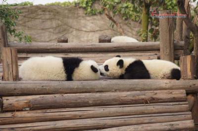 20-day China Odyssey Tour with Yangtze Cruise & Panda Encounter