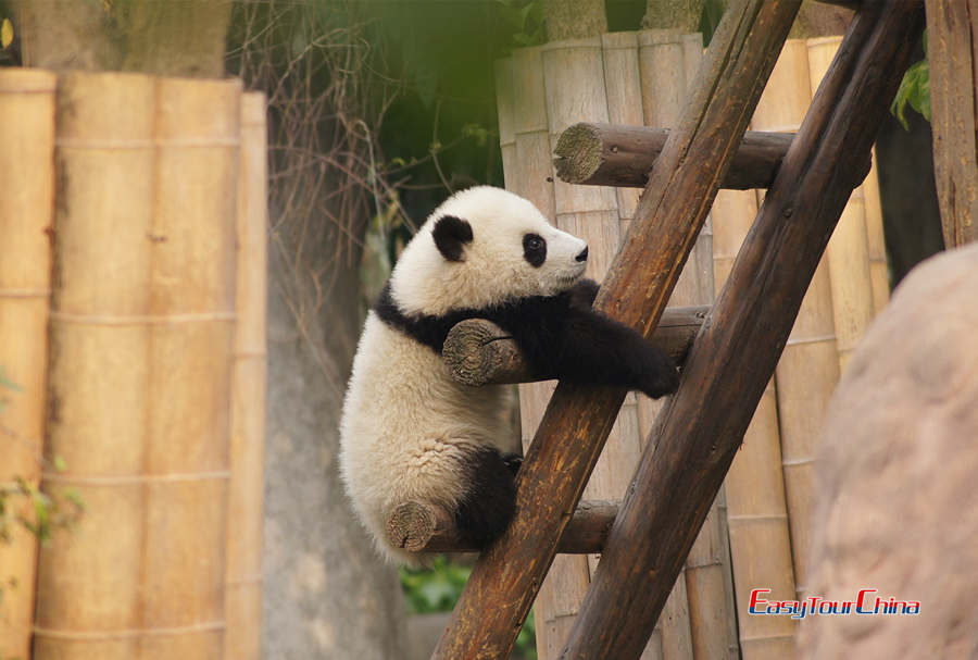 Chengdu Giant Panda