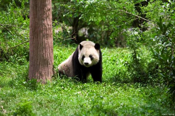 Fun facts about giant panda