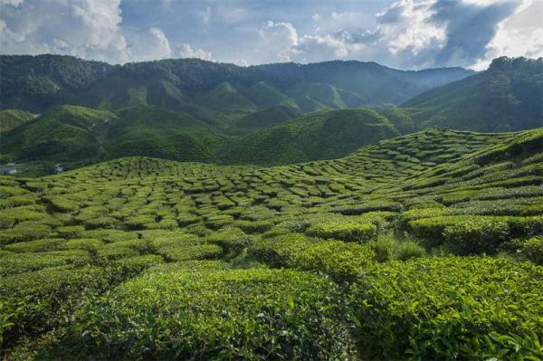 Jingmai Mountain Tea plantation