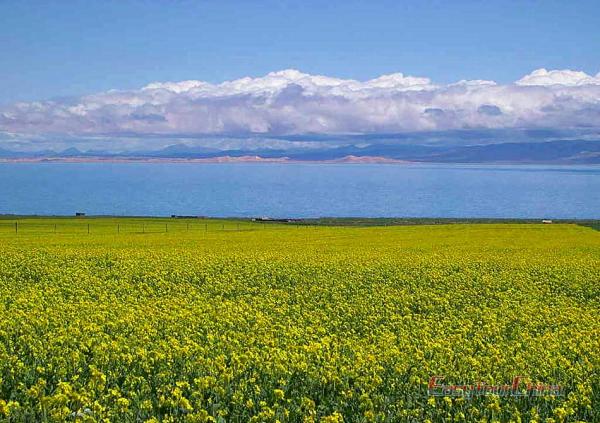 Qinghai Lake in Summer