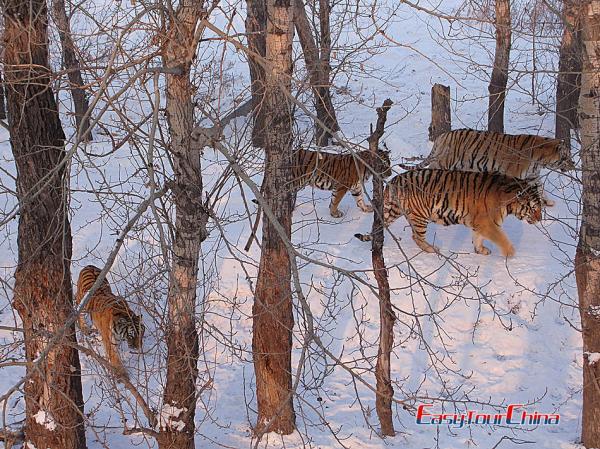 Siberian Tiger Park in Harbin China