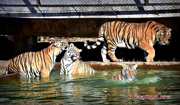  Siberian Tiger Park Harbin China