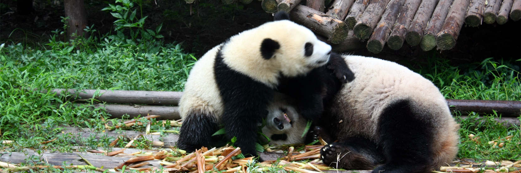 China Tours from Germany